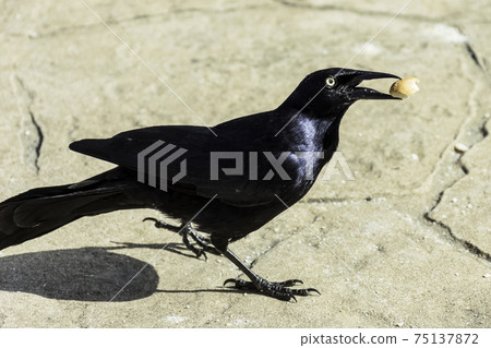 Greater Antillean grackle (Quiscalus niger)  75137872