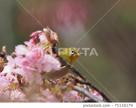 Hinamatsuri color with Kawazu cherry blossoms and white-eye 75138179
