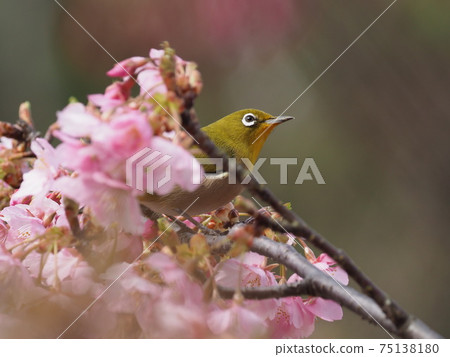 Hinamatsuri color with Kawazu cherry blossoms and white-eye 75138180