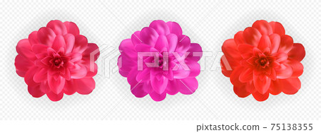 Set of Colorful naturalistic blossoming pink, red and purple camellia flower on tranparent background. Vector Illustration 75138355