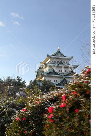 Snow-covered castle and Sasanqua flowers (Nagoya Castle, Nagoya City, Aichi Prefecture) 75138695