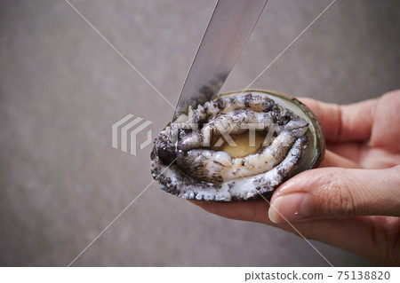 Women's hands handling abalone Live abalone Women's hands handling abalone Live abalone 75138820