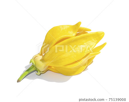 Close up fragrant flowers of climbing ylang-ylang Close up fragrant flowers of climbing ylang-ylang 75139008