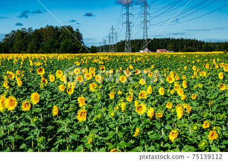 Field of blooming sunflowers on a background of blue sky and power line 75139112