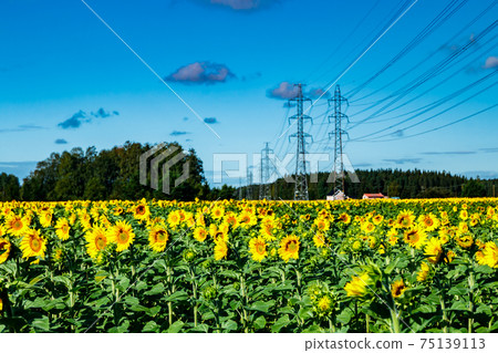 Field of blooming sunflowers on a background of blue sky and power line 75139113
