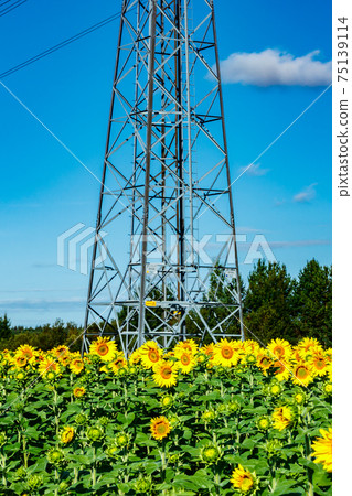 Field of blooming sunflowers on a background of blue sky and power line 75139114