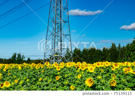 Field of blooming sunflowers on a background of blue sky and power line 75139115