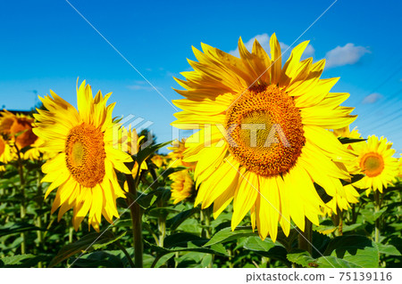 Field of blooming sunflowers on a background of blue sky 75139116