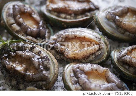 新鮮活鮑魚 新鮮活鮑魚 75139303