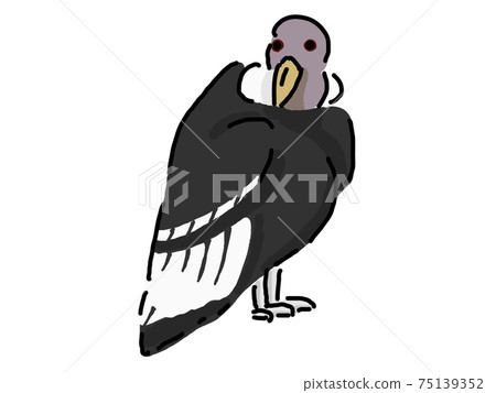 Condor 75139352
