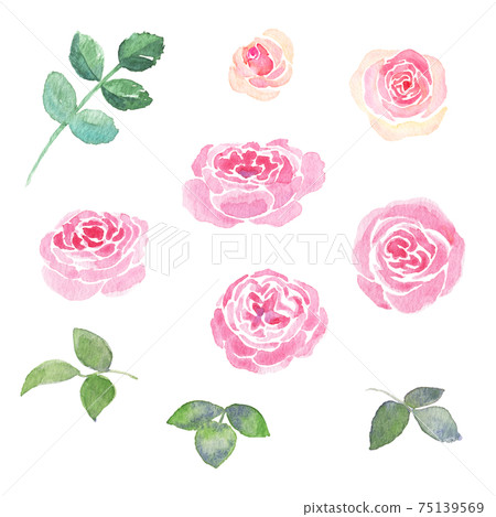 <Watercolor> Hand-drawn illustrations of beautiful gorgeous roses, Mary Rose and Pierre de Ronsard 75139569