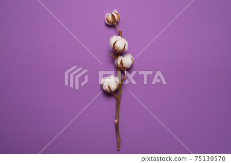 Cotton on a purple background. Natural fabrics are made from it. Cotton on a purple background. Natural fabrics are made from it. 75139570