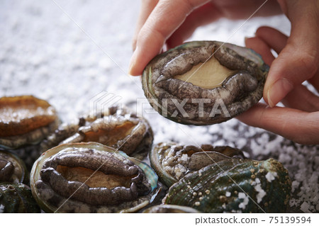 Female hands with fresh abalone Female hands with fresh abalone 75139594