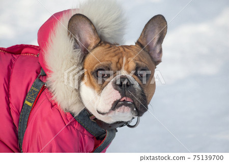 Portrait of cute french bulldog in pet clothing. 75139700