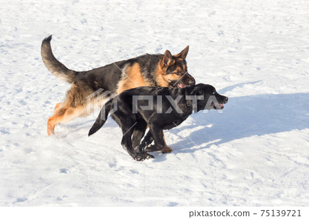 Labrador retriever puppy and german shepherd dog. 75139721