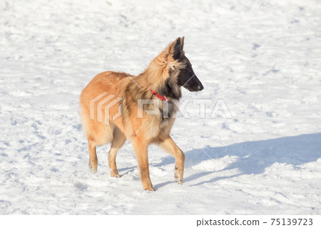 Cute tervuren puppy is standing on white snow. Cute tervuren puppy is standing on white snow. 75139723