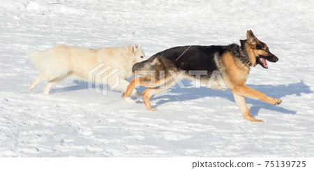 Multibred dog and german shepherd dog. 75139725