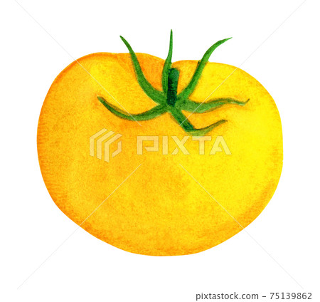 Yellow ripe tomato watercolor illustration 75139862