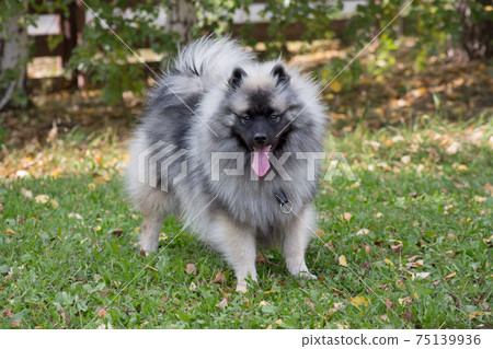 Deutscher wolfspitz puppy in the autumn park. Deutscher wolfspitz puppy in the autumn park. 75139936