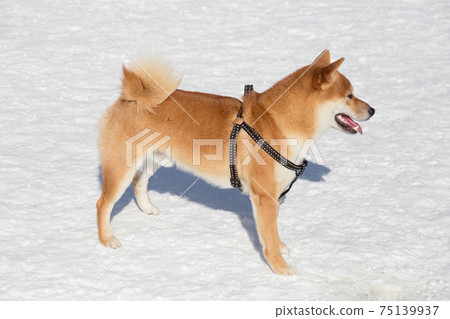Cute shiba inu puppy is standing on white snow. 75139937