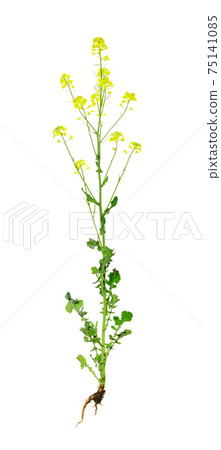 Rapeseed (brassica napus) isolated on white background. Agricultural crop used for oil production. Rapeseed (brassica napus) isolated on white background. Agricultural crop used for oil production. 75141085