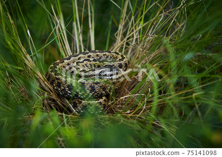 Macro shot of viper hidden in grass. Vipera ursinii rakosiensis small viper living in meadows. An animal in a natural environment. Macro shot of viper hidden in grass. Vipera ursinii rakosiensis small viper living in meadows. An animal in a natural environment. 75141098