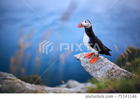 Beautifull portrait of Atlantic Puffin or Common Puffin. Bird in natural habitat on the island Runde, Norway. Wildlife scene. Beautifull portrait of Atlantic Puffin or Common Puffin. Bird in natural habitat on the island Runde, Norway. Wildlife scene. 75141146