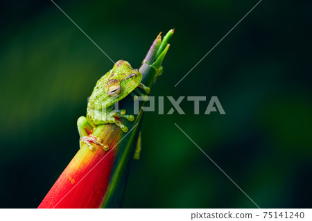 Hypsiboas rufitelus, Red-webbed Tree Frog small frog in natural habitat of rain forrest Costa Rica. Wildlife scene whit animal. Frog on the red flower. 75141240