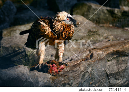 Bearded Vulture, Gypaetus barbatus, sitting on the stone and eats carrion. 75141244