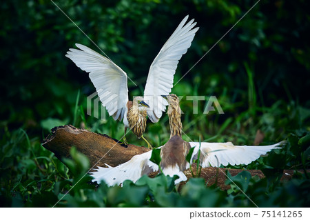 Duel of two Indian pond herons (Ardeola grayii) from Kumana national Park, Sri lanka. Action scene from nature.Birds in a natural environment. Duel of two Indian pond herons (Ardeola grayii) from Kumana national Park, Sri lanka. Action scene from nature.Birds in a natural environment. 75141265