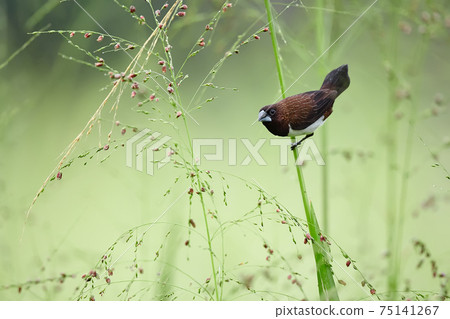 white-rumped munia or white-rumped mannikin (Lonchura striata) small bird from asia. Bird on grass stalk and feeding on its seeds. Bird in natural habitat. 75141267