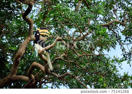 Malabar pied hornbill (Anthracoceros coronatus). Big beautiful bird sitting on a tree in Udawalawe National Park. Wildlife scene from tropical nature. Malabar pied hornbill (Anthracoceros coronatus). Big beautiful bird sitting on a tree in Udawalawe National Park. Wildlife scene from tropical nature. 75141268