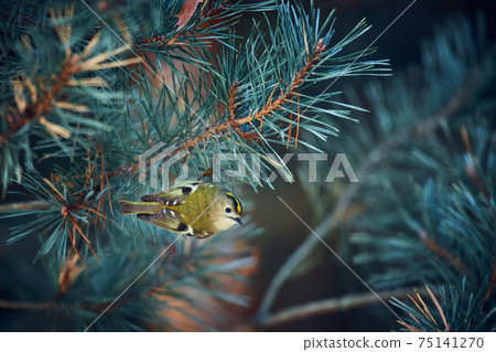 Europe's smallest bird goldcrest (Regulus regulus) on the branch of Scots pine (Pinus sylvestris). A 5 gram-weighing bird that is one of the smallest birds. Wildlife scene from Czech Republic Europe's smallest bird goldcrest (Regulus regulus) on the branch of Scots pine (Pinus sylvestris). A 5 gram-weighing bird that is one of the smallest birds. Wildlife scene from Czech Republic 75141270