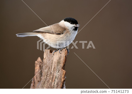 Marsh tit (Poecile palustris) frequent visitor in winter on a feeder. We often find this bird in the garden or in the woods. 75141273