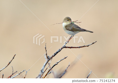 willow warbler (Phylloscopus trochilus), bird building a nest on the peninsula Varanger in Norway, Bird in natural habitat.Wild scene from nature. 75141274