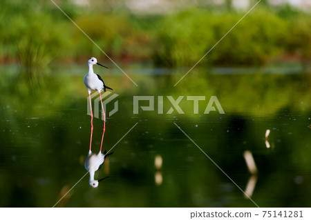 Beautiful shot of Black-winged Stilt (Himanthopus himantophus). Bird with long red legs. Wildlife scene from Czech nature. 75141281