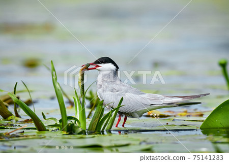 Whiskered tern (Chlidonias hybrida) with fish in its beak. Bird watching in the Danube Delta, Romania. Tern in natural habitat with caught pike. Whiskered tern (Chlidonias hybrida) with fish in its beak. Bird watching in the Danube Delta, Romania. Tern in natural habitat with caught pike. 75141283