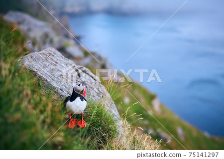 Atlantic puffin (Fratercula arctica) on the island of Runde in the Norway. Beautiful little bird with red bill of bird. Wild scene with arctic animals. Atlantic puffin (Fratercula arctica) on the island of Runde in the Norway. Beautiful little bird with red bill of bird. Wild scene with arctic animals. 75141297