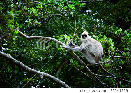 Wild monkey in Udawalawe National Park. Gray langurs, sacred langurs, Indian langurs or Hanuman langurs are a group of Old World monkeys native to the Indian subcontinent, monkey sitting on tree, Sri Wild monkey in Udawalawe National Park. Gray langurs, sacred langurs, Indian langurs or Hanuman langurs are a group of Old World monkeys native to the Indian subcontinent, monkey sitting on tree, Sri 75141299