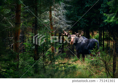 Big male Bull moose (Alces alces) in deep forest of Sweden. Big animal in the forest. Elk symbol of Sweden Big male Bull moose (Alces alces) in deep forest of Sweden. Big animal in the forest. Elk symbol of Sweden 75141301