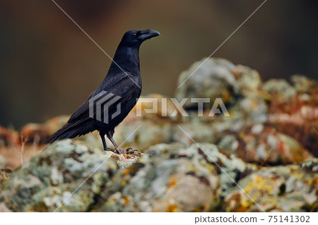 The common raven (Corvus corax), also known as the northern raven, all-black passerine bird. A raven is one of several larger-bodied species of the genus Corvus. 75141302