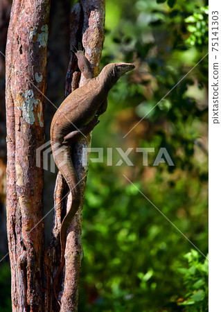 Bengal monitor (Varanus bengalensis) or common Indian monito, resting on a tree in Wilpattu National Park, Sri Lanka. Bengal monitor (Varanus bengalensis) or common Indian monito, resting on a tree in Wilpattu National Park, Sri Lanka. 75141303