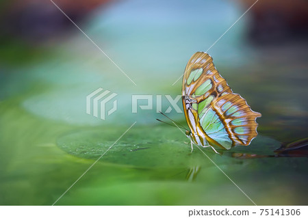 Malachite butterfly (Siproeta stelenes) on the green leaf. Beautiful colorful butterfly from Costa Rica. Insect in the nature habitat. Malachite butterfly (Siproeta stelenes) on the green leaf. Beautiful colorful butterfly from Costa Rica. Insect in the nature habitat. 75141306