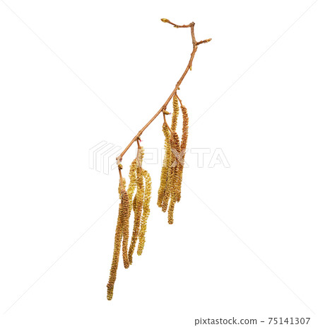 Flower of Corylus avellana, hazelnut in high definition. Spring allergen. Flower on white background. Flower of Corylus avellana, hazelnut in high definition. Spring allergen. Flower on white background. 75141307