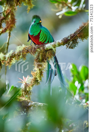 The most beautiful bird of Central America. Resplendent quetzal (Pharomachrus mocinno) Sitting ma branches covered with moss. Beautiful green quetzal with red belly. The most beautiful bird of Central America. Resplendent quetzal (Pharomachrus mocinno) Sitting ma branches covered with moss. Beautiful green quetzal with red belly. 75141323