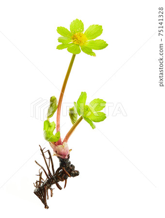 Hacquetia epipactis, flower from a forest that blooms in the spring months. Flower isolated on white background. 75141328