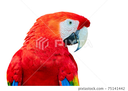 white scarlet macaw