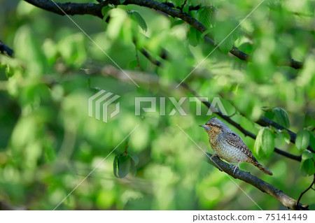 Eurasian wryneck or northern wryneck (Jynx torquilla). Spring photo of a bird sitting on a branch. A bird whose home is old orchards. Eurasian wryneck or northern wryneck (Jynx torquilla). Spring photo of a bird sitting on a branch. A bird whose home is old orchards. 75141449