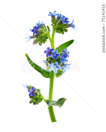 Anchusa officinalis, commonly known as the common bugloss or alkanet, is a plant species in the genus Anchusa. High resolution photo of herbs on a white background. Anchusa officinalis, commonly known as the common bugloss or alkanet, is a plant species in the genus Anchusa. High resolution photo of herbs on a white background. 75141458