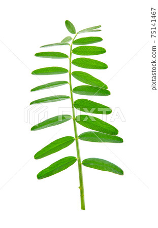 Onobrychis viciifolia, also known as O. sativa or common sainfoin. Close-up of a leaf on a white background Onobrychis viciifolia, also known as O. sativa or common sainfoin. Close-up of a leaf on a white background 75141467
